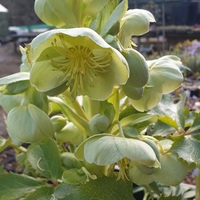 Helleborus sternii 